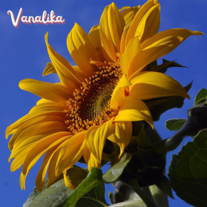 Album Vanalika from Moi Rebellion