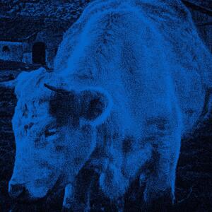 Kafei的專輯PK FEI ?