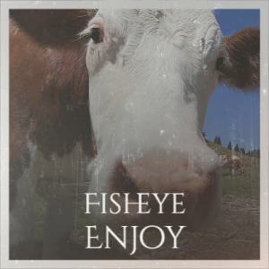 Dengarkan Fisheye Enjoy lagu dari Jaka Haki dengan lirik