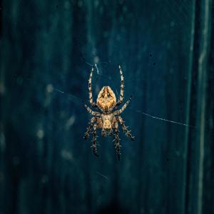 Album Spider from The Boogeyman