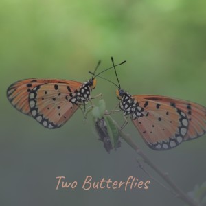 ดาวน์โหลดและฟังเพลง Two Butterflies (Original Soundtrack from 'The Long, Hot Summer') พร้อมเนื้อเพลงจาก Alex North