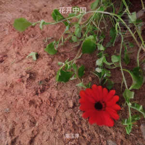 Album 花开中国 from 陈玉萍