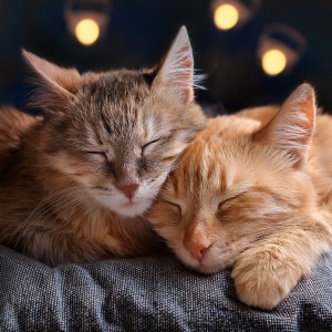 Chill LoFi SONDS.的專輯Hip Hop Music For Cats And Feline Grooves