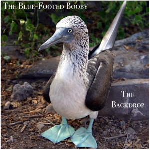 ดาวน์โหลดและฟังเพลง The Blue-Footed Booby พร้อมเนื้อเพลงจาก The Backdrop