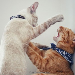 Dengarkan Suara Kucing Berantem lagu dari Music Relaxation dengan lirik