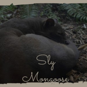 Sly Mongoose dari Various