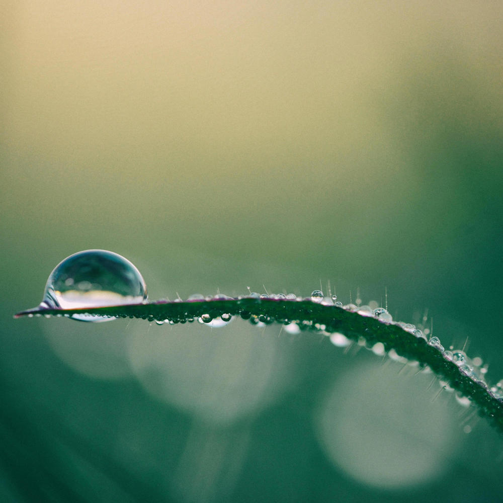 Raindrops