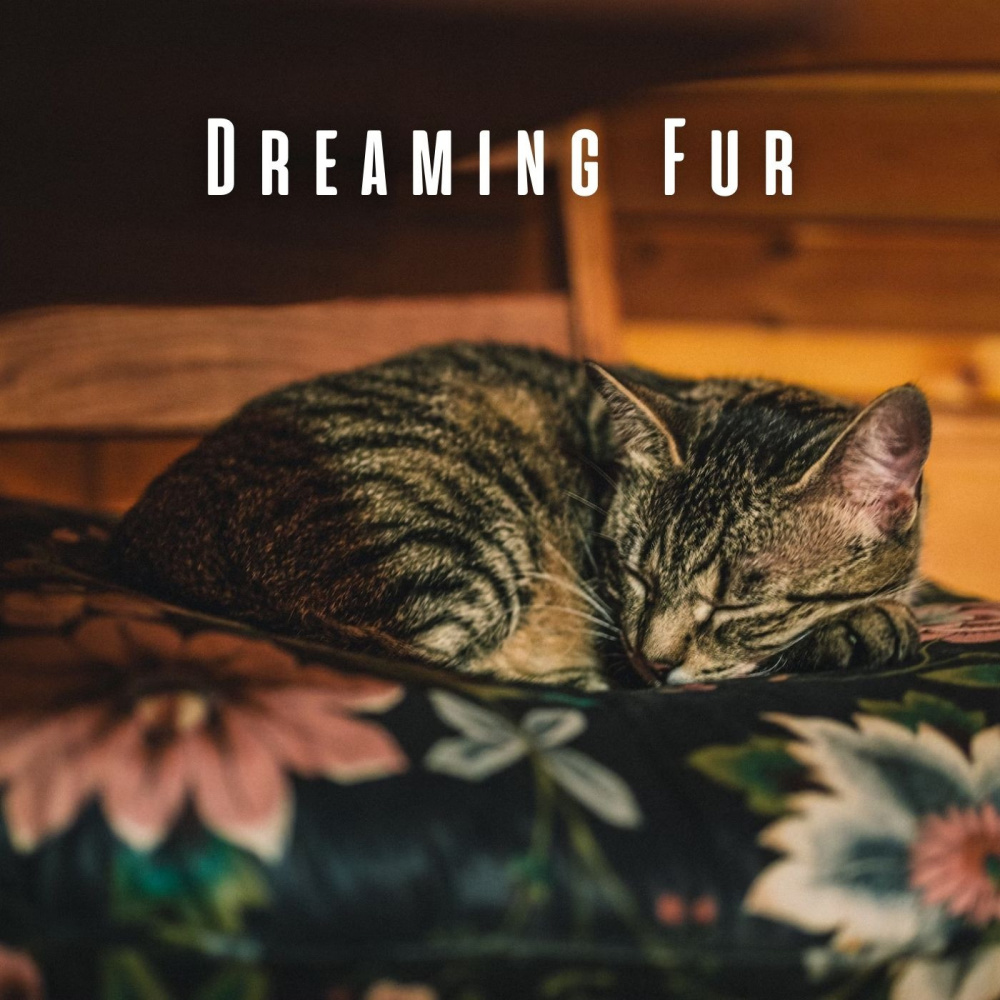 Feline Chill Calmness