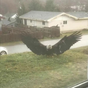 Trapgeek的專輯Pedal (feat. Fie jit) (Explicit)