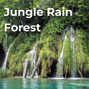 Drifting Streams的專輯Jungle Rain Forest