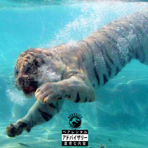 The Dakota Wytefoxx的專輯Tiger Island (Explicit)