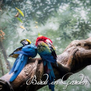 ดาวน์โหลดและฟังเพลง Birds in Garden, Pt. 6 พร้อมเนื้อเพลงจาก George Annie