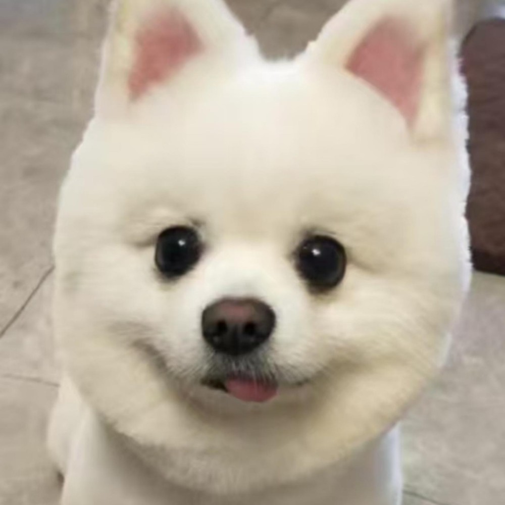 小梓