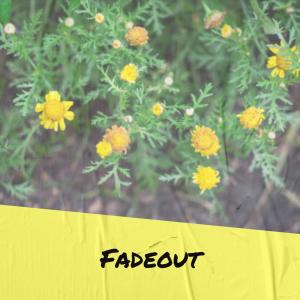 Album Fadeout from Various