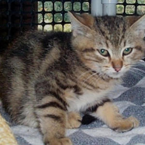 收聽3DOKI的since a kid (Explicit)歌詞歌曲