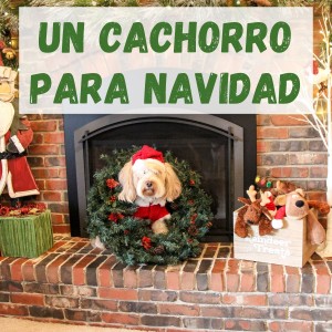 ดาวน์โหลดและฟังเพลง Donde Esta Santa Claus? พร้อมเนื้อเพลงจาก Augie Rios