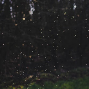 Fujitsu的专辑fireflies