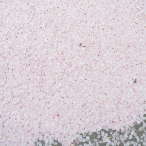 收听北村蕗的櫻歌词歌曲