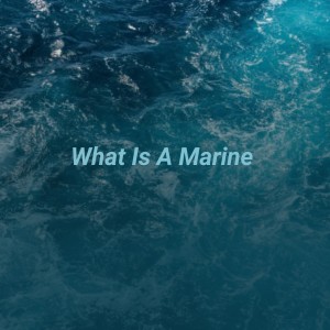 Various Artists的专辑What Is a Marine