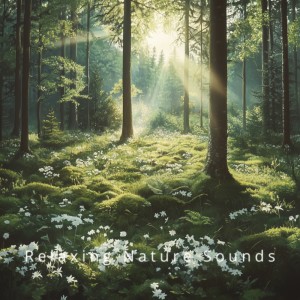 อัลบัม Ocean Waves: Soothing Sounds for Serenity ศิลปิน Relaxing Nature Sounds