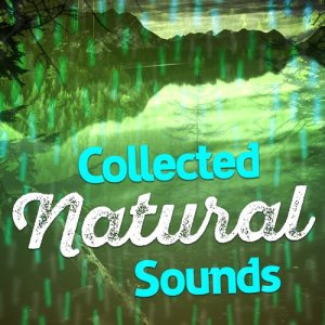 收聽Nature Sound Collection的Bird Sounds歌詞歌曲