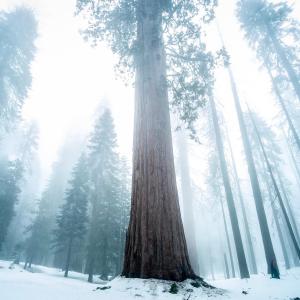 อัลบัม Sequoia ศิลปิน Treman