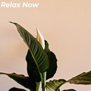 Relax Now dari Night Club Jazz Deluxe