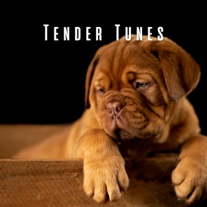 Album Tender Tunes: Melodic Moments for Dogs from Dogs