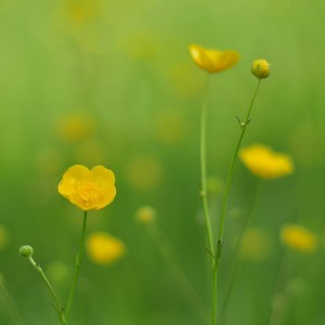 Listen to 最后一页 (cover: 初月) (完整版) song with lyrics from 泽山咸