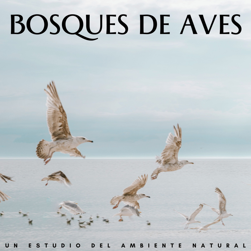Tranquilas Melodías De Aves Bajo La Lluvia