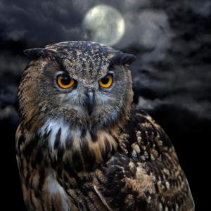 Album Great Horned Owl from Dj CUTMAN