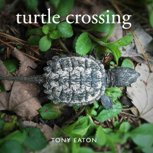 Tony Eaton的專輯Turtle Crossing