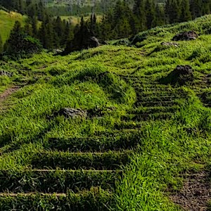Listen to Green Grass song with lyrics from pftq