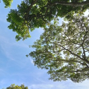 收听Revigio的Birds Singing歌词歌曲