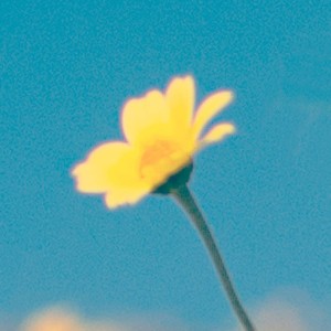 Dengarkan sunflower lagu dari Austin Cevin dengan lirik