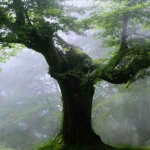 Dengarkan Shadows lagu dari Matt Williams dengan lirik