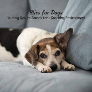 Album Bliss for Dogs: Calming Nature Sounds for a Soothing Environment oleh Relaxmydog