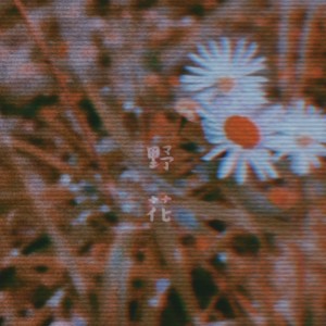 汪晨蕊的專輯野花