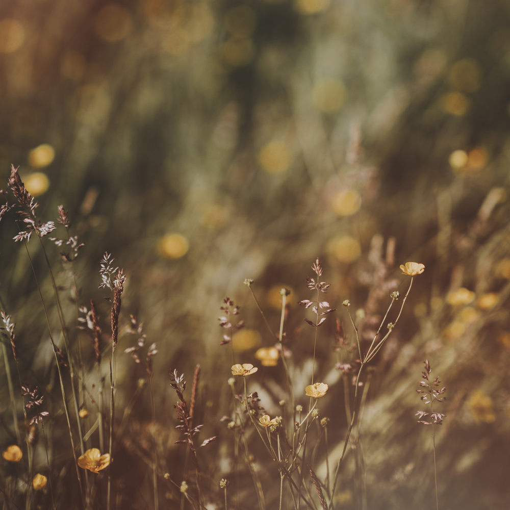 Longings