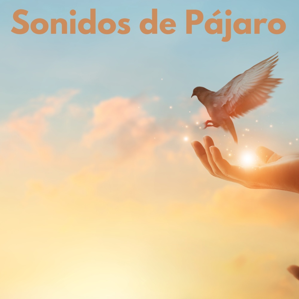 Pajaritos Cantando en el Bosque