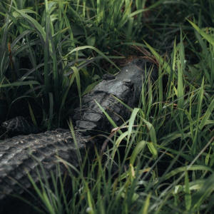 收聽Luh kd的Bayou Pt. 2 (feat. Luh Ky) (Explicit)歌詞歌曲