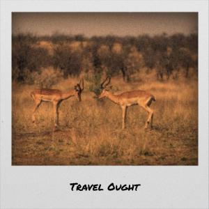 ดาวน์โหลดและฟังเพลง Phosphorescent Shift พร้อมเนื้อเพลงจาก Evin Metu
