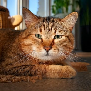 อัลบัม Soft Cat Music for Relaxing Mornings ศิลปิน Binaural+Solfeggio Meditation and Breath Work
