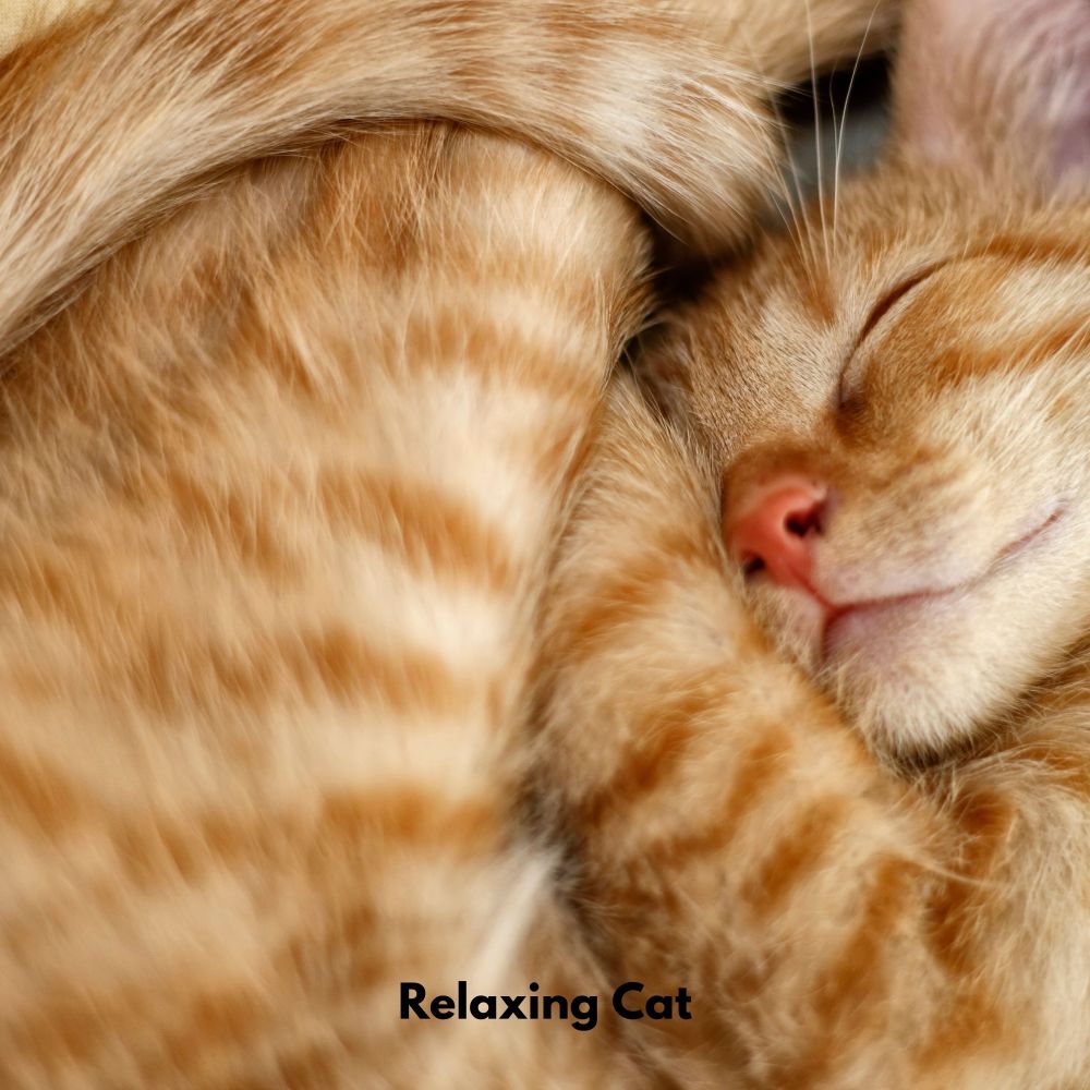 Pawful Tranquil Sounds