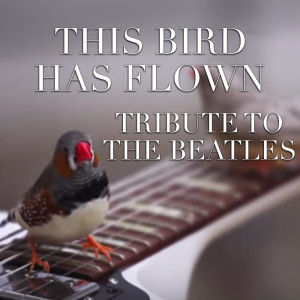 Listen to Come Together song with lyrics from Wildlife