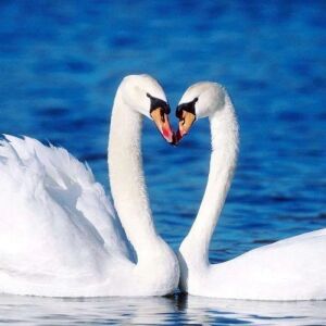 收聽唯一的心動的唯一歌詞歌曲