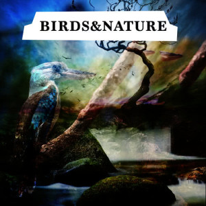 ดาวน์โหลดและฟังเพลง Sleep at the Water's Edge พร้อมเนื้อเพลงจาก Bird Sounds
