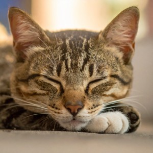 Gato Música Relajación的專輯Ambiente Lofi Para La Paz De Los Gatos