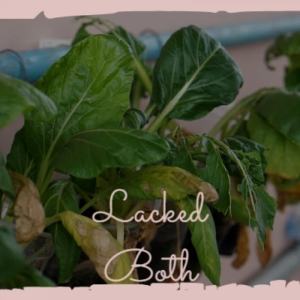 ดาวน์โหลดและฟังเพลง Lacked Both พร้อมเนื้อเพลงจาก Moid Wadi