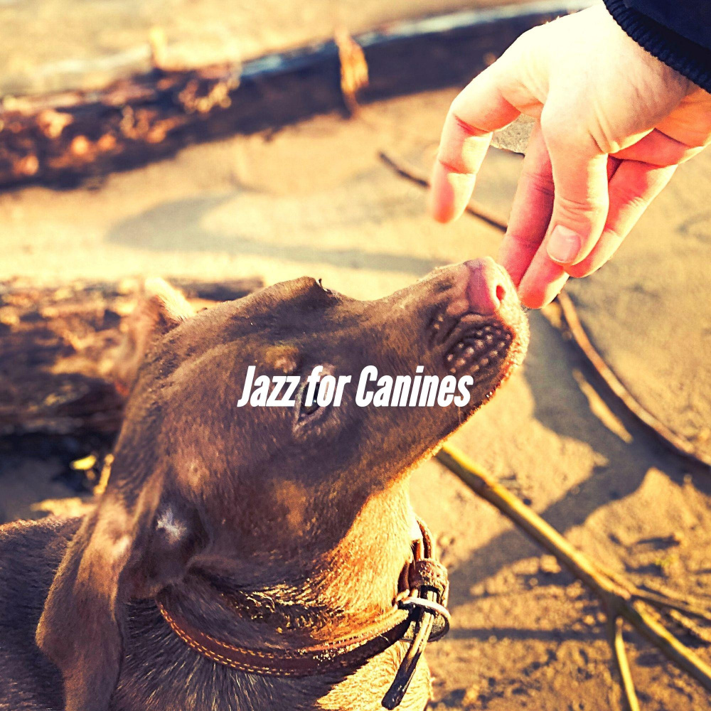 Glorious Ambiance for Keeping Dogs Entertained